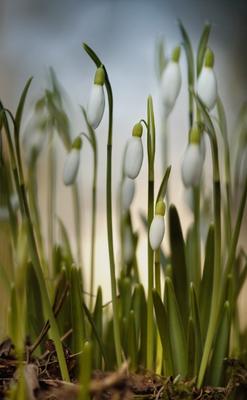 Schneeglöckchen HF aus 4 Einzelbildern von Martina Weise