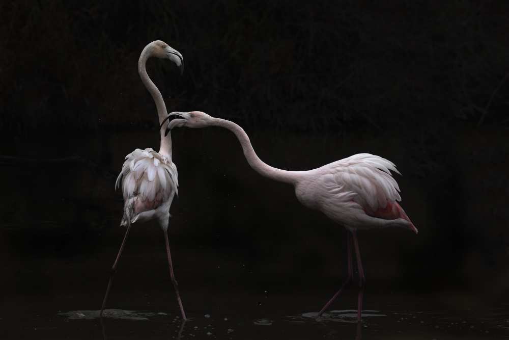 Not all is rosy von Martine Benezech