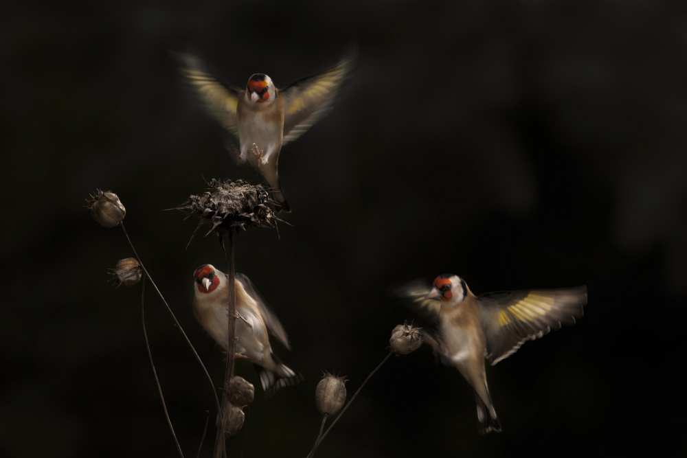 Winter games von Martine Benezech