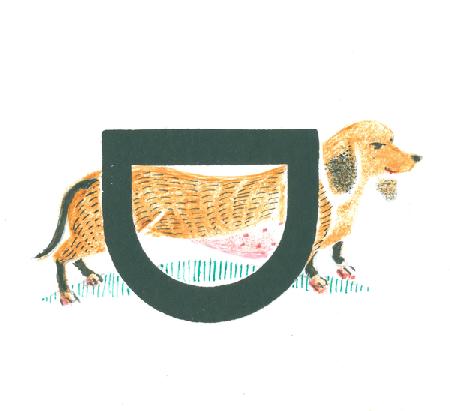 D is for dachshund