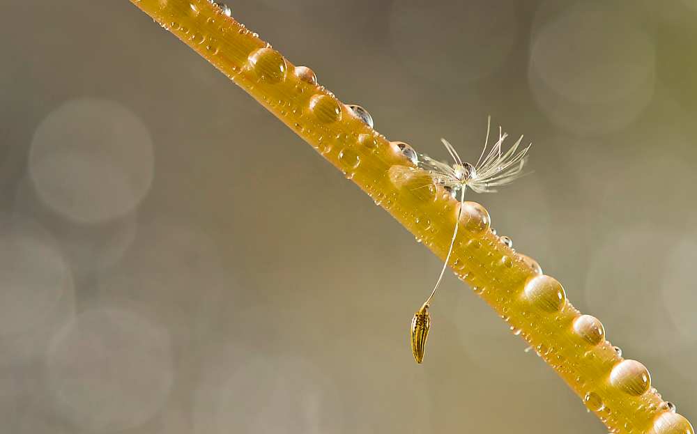 Alone von Maryam Zahirimehr