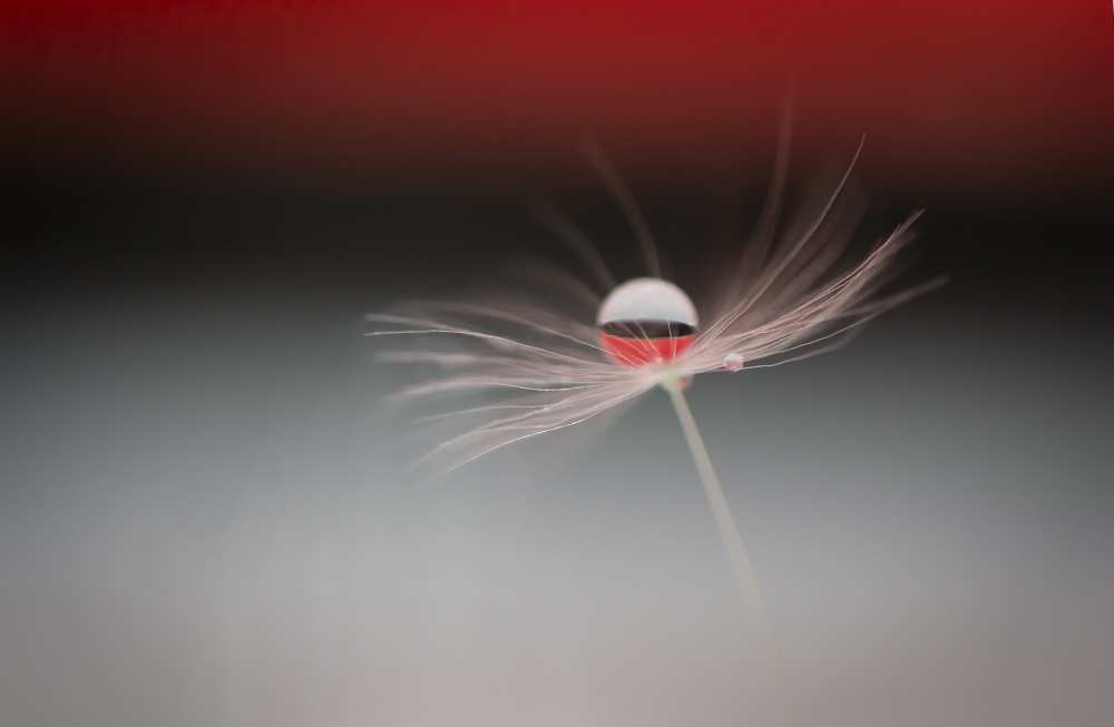 Half a world von Maryam Zahirimehr