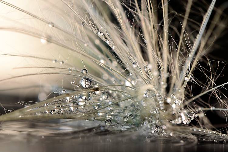 Pearls von Maryam Zahirimehr