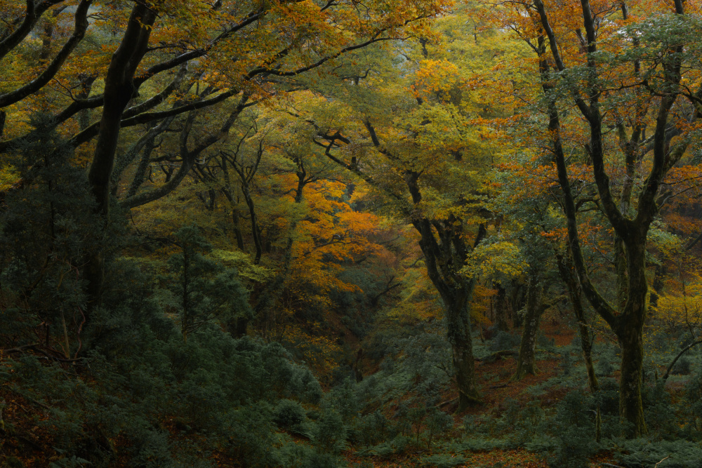 秋の宴/autumn feast von 土屋正英/Masahide Tsuchiya