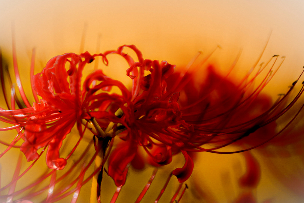 Lycoris von Masashi Arata