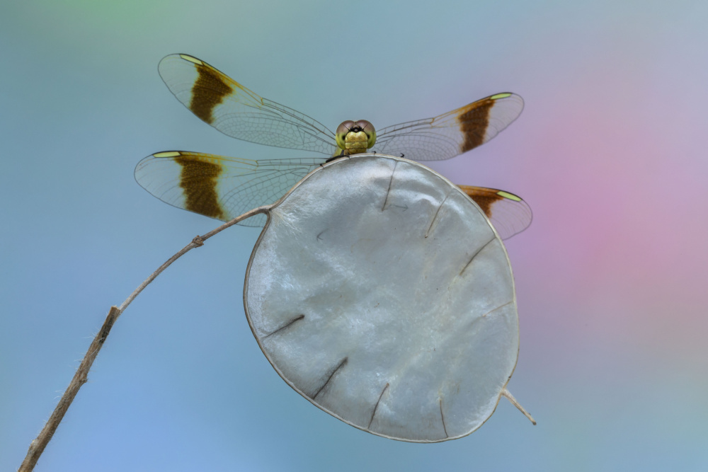 Behind the shield von Massimo Chiodini