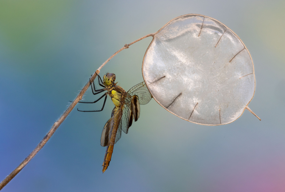 Flying in the sky with the little balloon von Massimo Chiodini