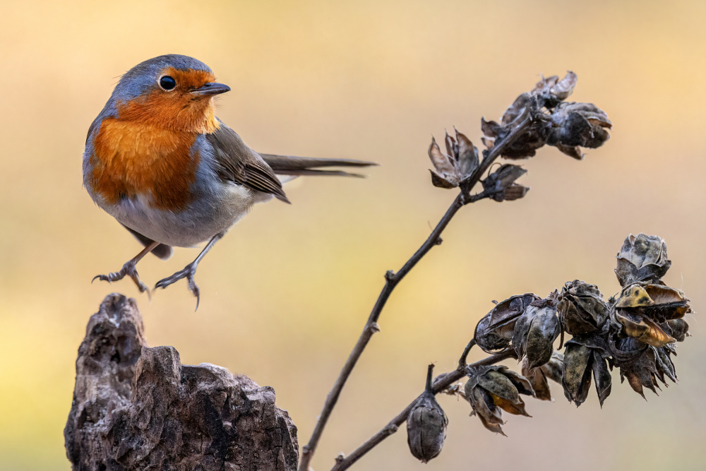 Jump! von Massimo Chiodini