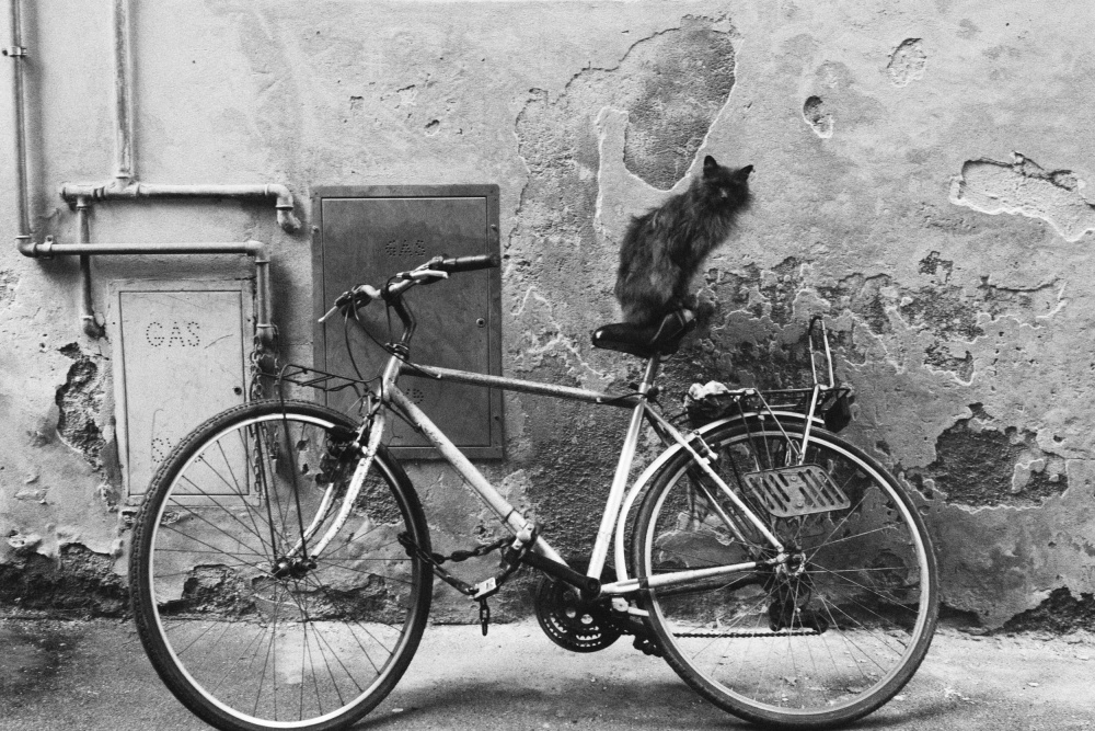 The cat 2 von Massimo Della Latta