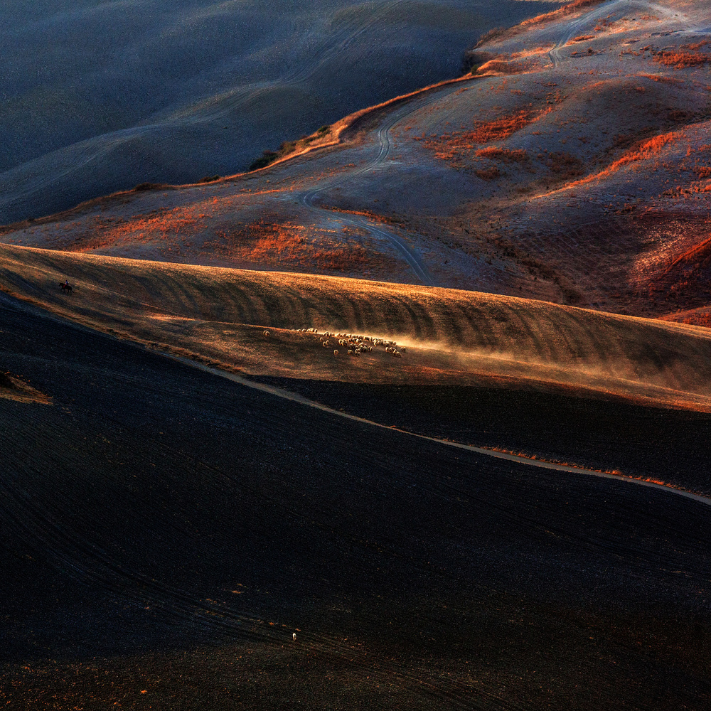 Il gregge 4 von Massimo Della Latta