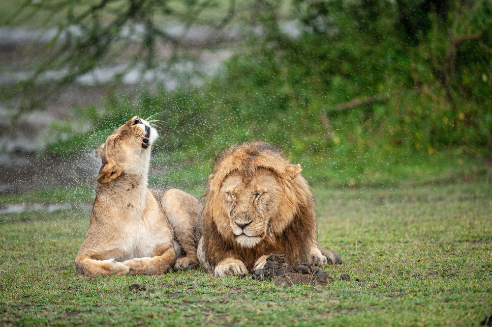 Revenge! von Massimo Felici