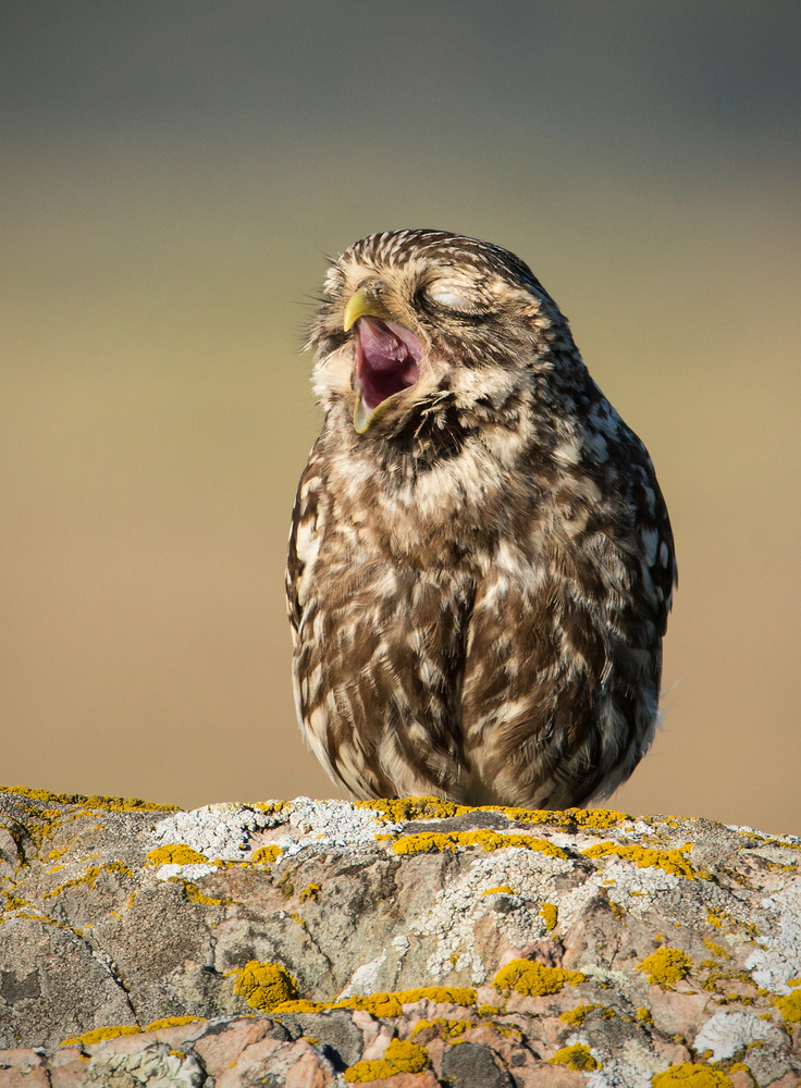 Yawn von Massimo Marchionatti