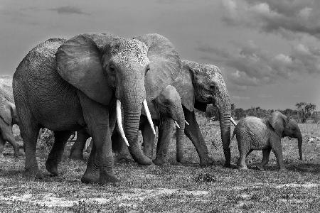 Elephants family