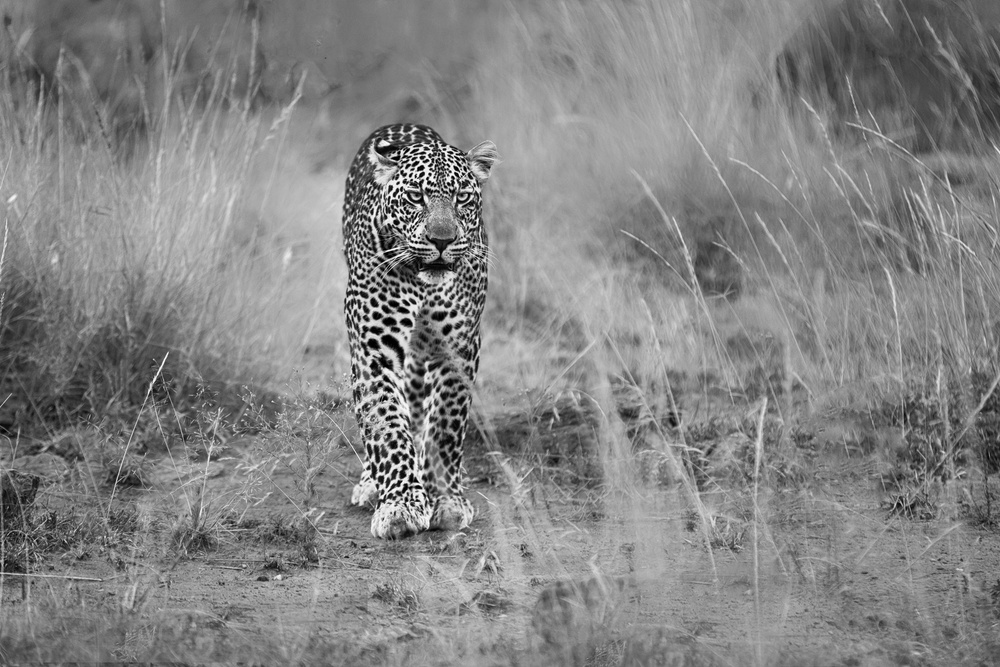 untitledl von Massimo Mei