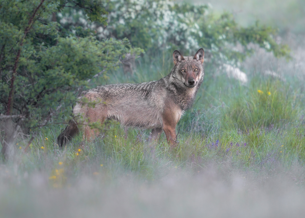 A wonderful wild meeting von Massimo Petrarca