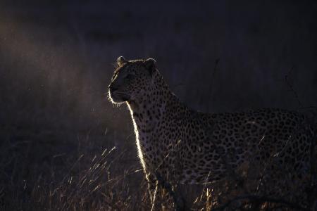 The night of the leopard