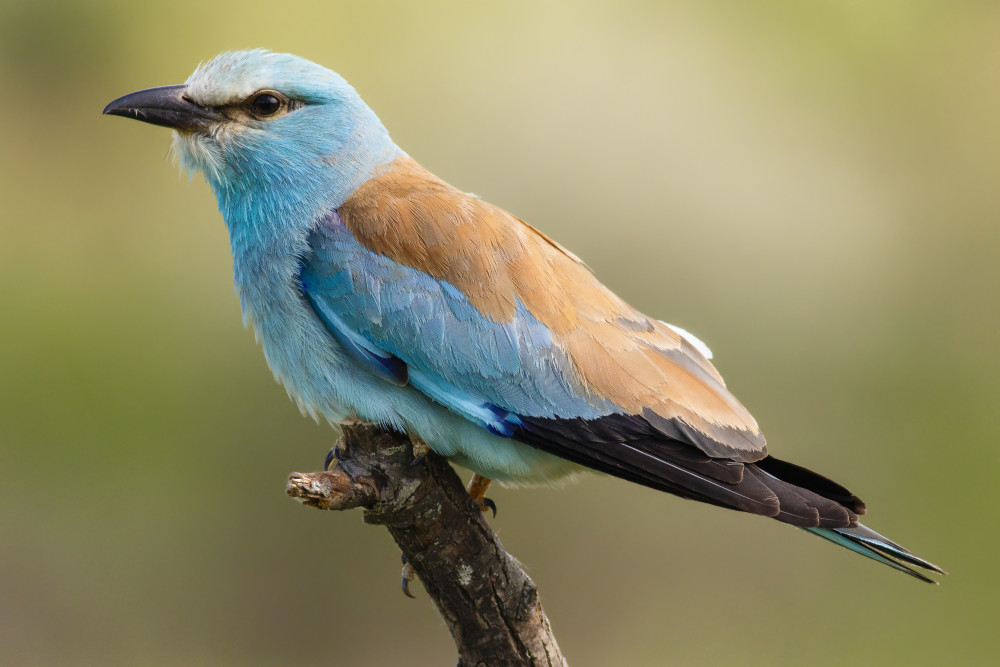 European Roller von Massimo Strumia