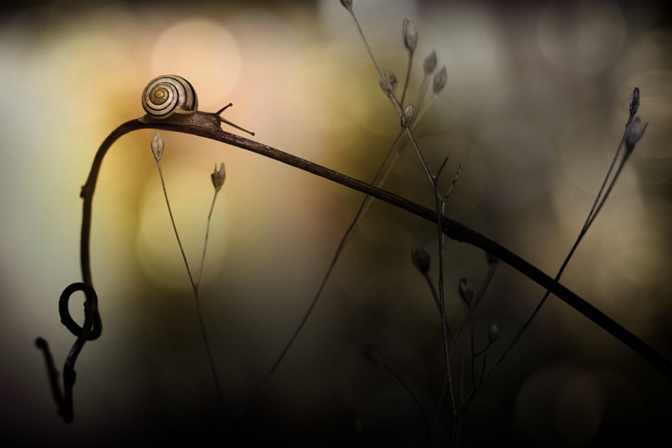 Rollercoaster von mathieu irthum