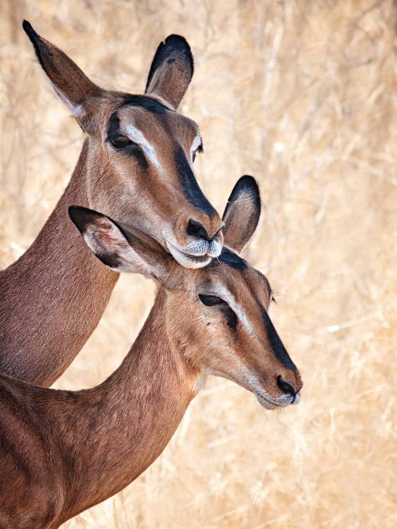 Do not worry, I'm here von Mathilde Guillemot