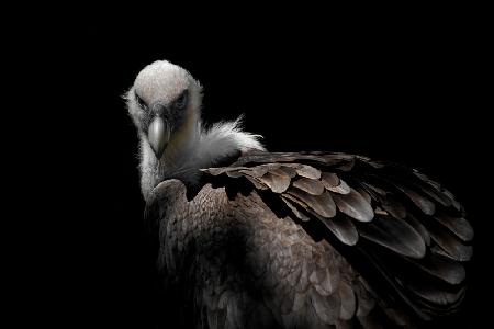 Griffon Vulture