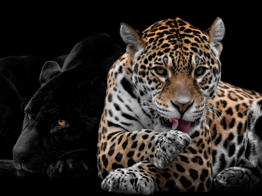 Mr and Mrs Jaguar - Panthera Onca von Mathilde Guillemot