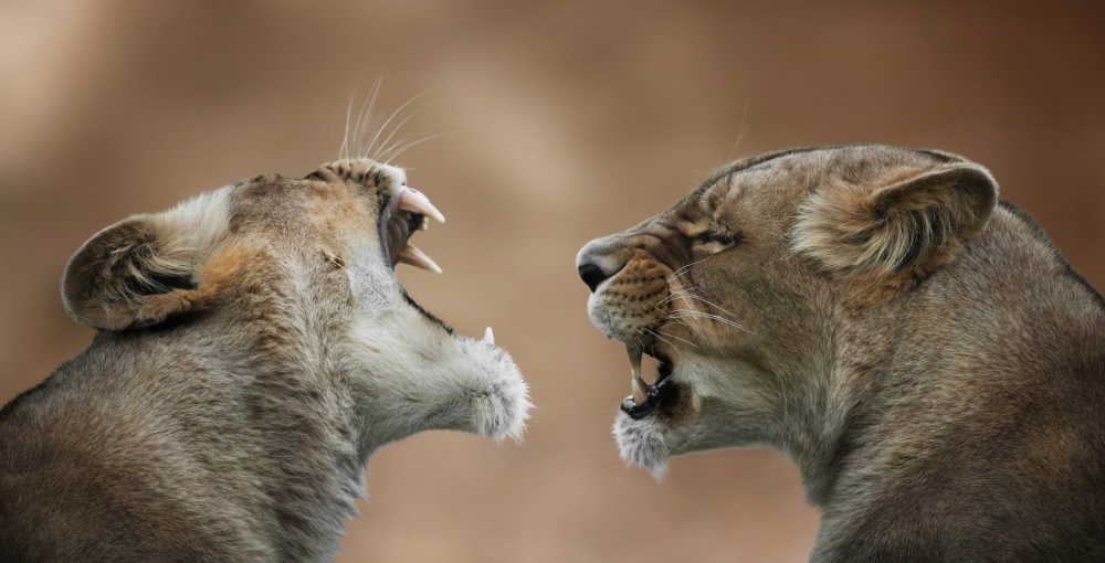 Im not deaf! von Mathilde Guillemot