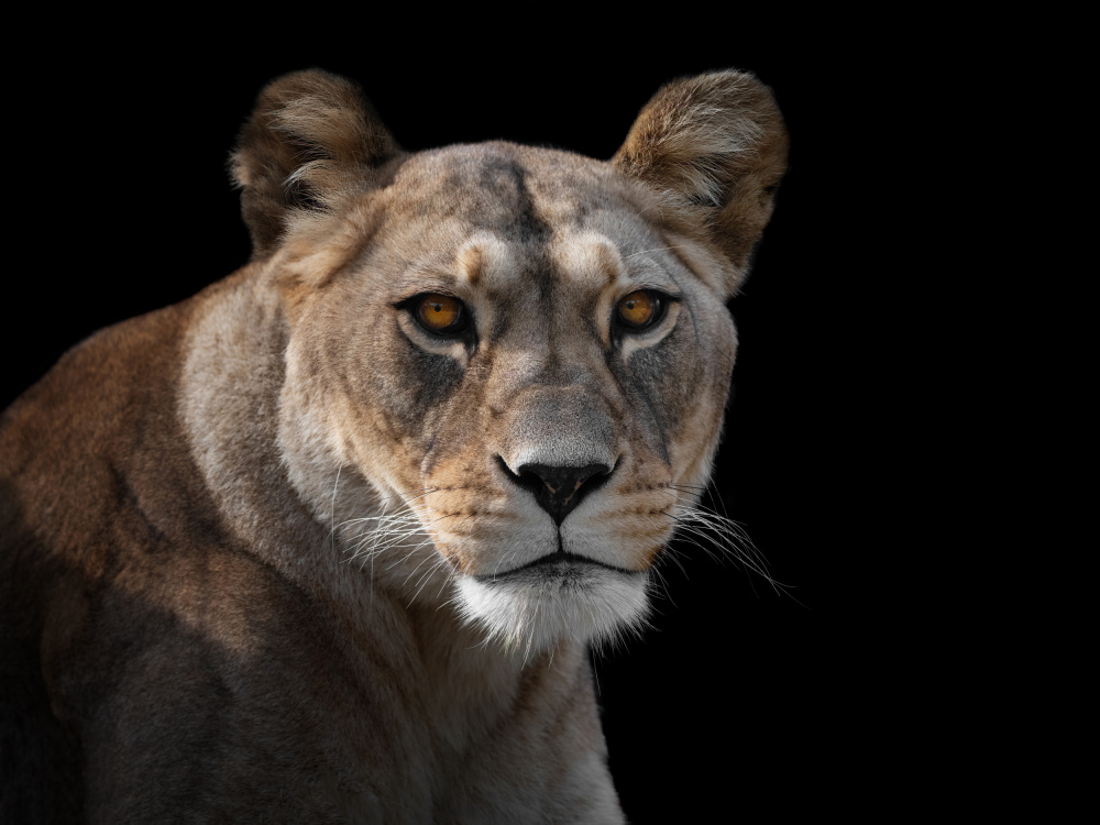 Lioness Portrait von Mathilde Guillemot