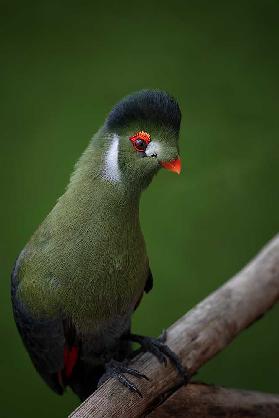 Schlagen Sie eine Pose ein - Weißwangiger Turaco