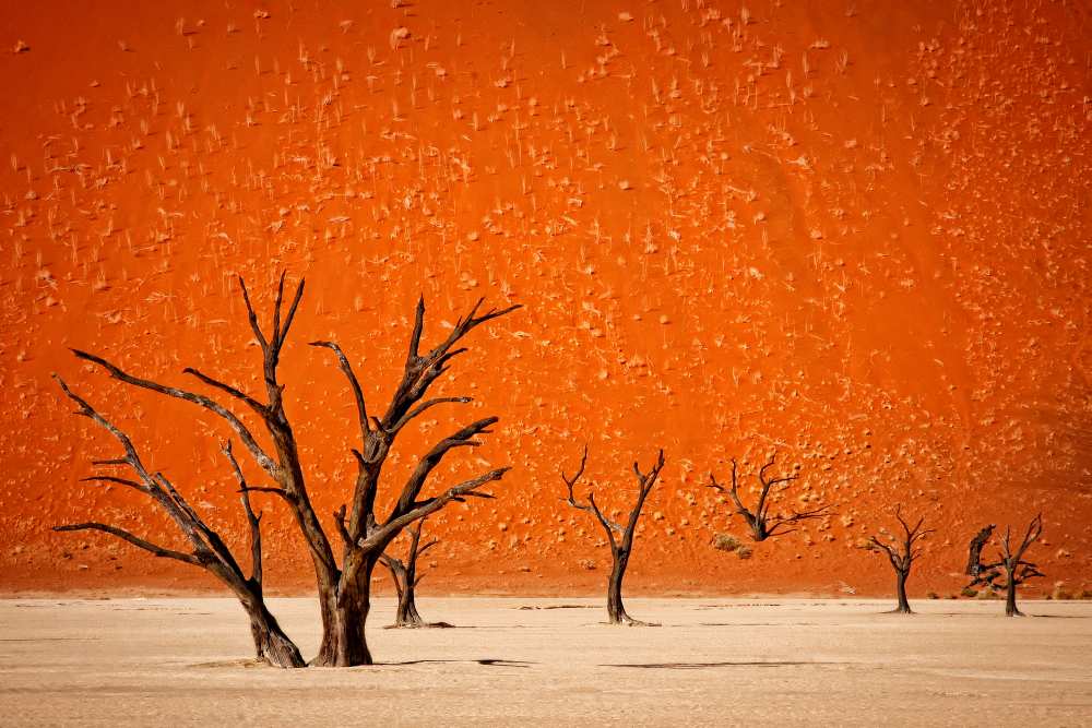 The older von Mathilde Guillemot