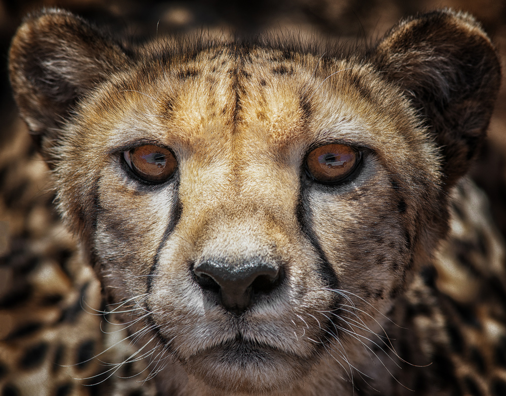 You know what, I see your car von Mathilde Guillemot