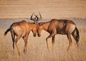 You will have to calm you the hartebeests