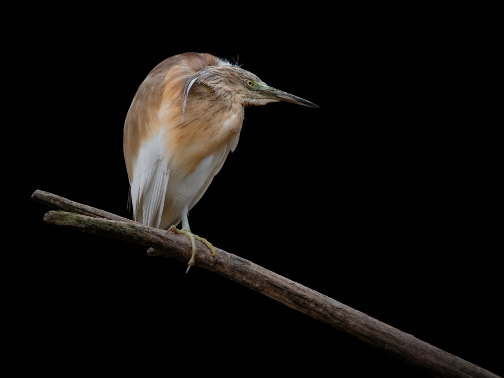 Little Bittern - Ixobrychus Minutus von Mathilde Guillemot