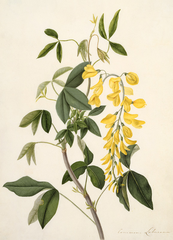 Laburnum Anagyroides von Matilda Conyers