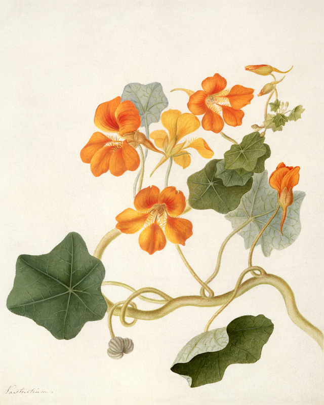 Tropaeolum (w/c and gouache over pencil on vellum) von Matilda Conyers