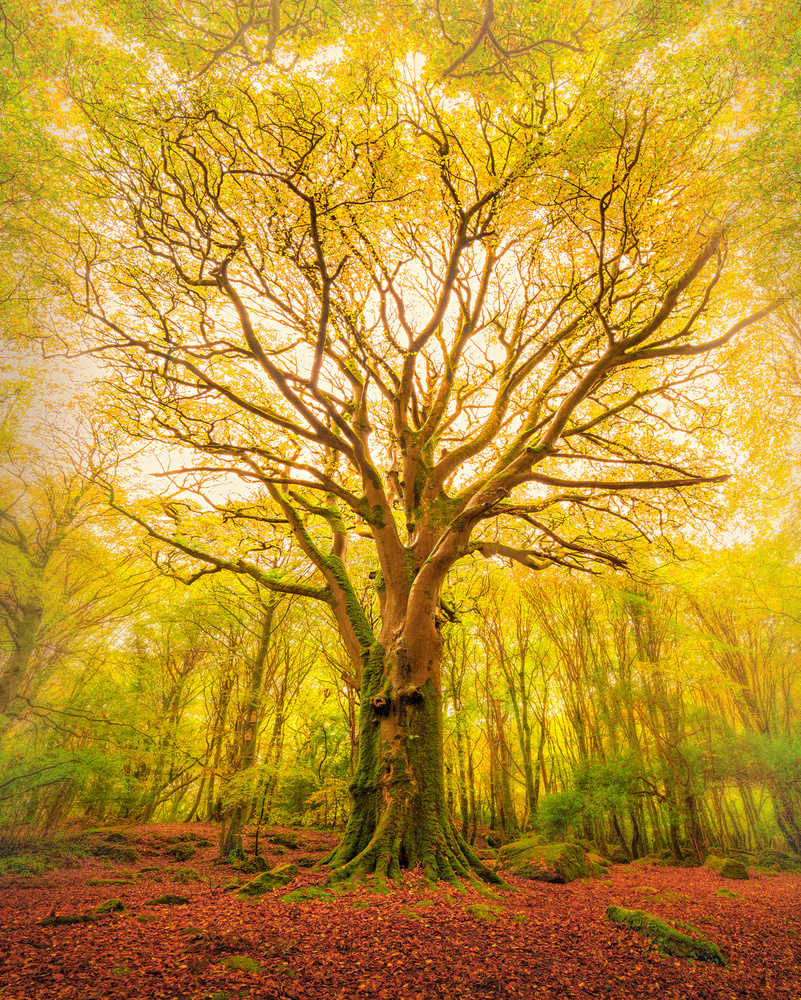 Reach von Matt Anderson