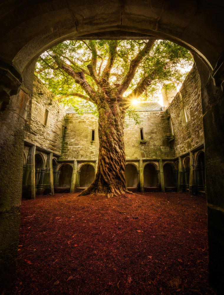 "Muckross Abbey - Tree of Life" von Matt Anderson