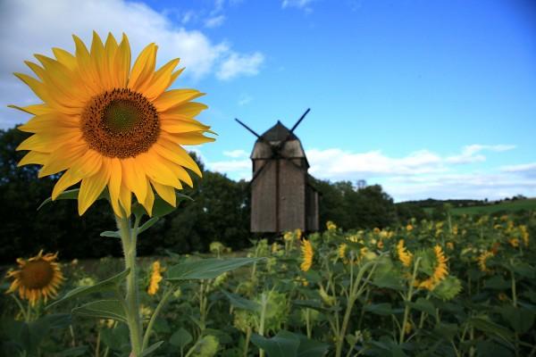 Sonnenblume mit Mühle von Matthias Zwetz