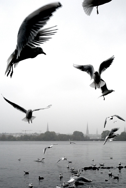 Möwen im grauen Himmel von Maurizio Gambarini