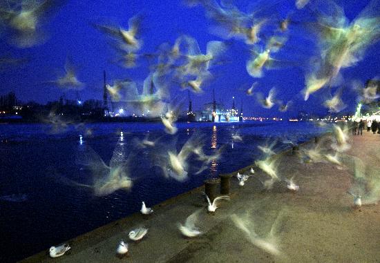 Möwen im Hafen von Maurizio Gambarini