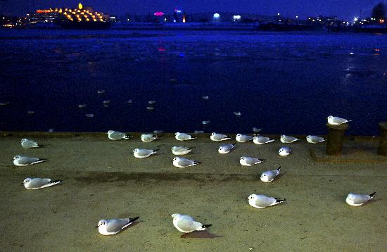 Möwen im Hafen von Maurizio Gambarini