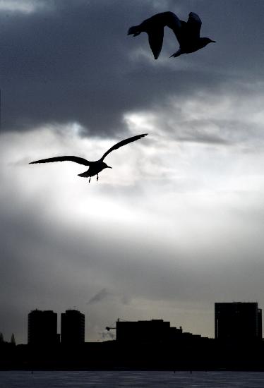 Möwen über Hamburg von Maurizio Gambarini