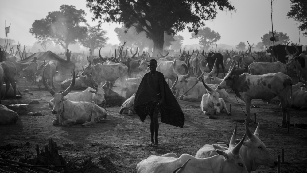 Daily Life Amongst The Herd von Max Vere-Hodge