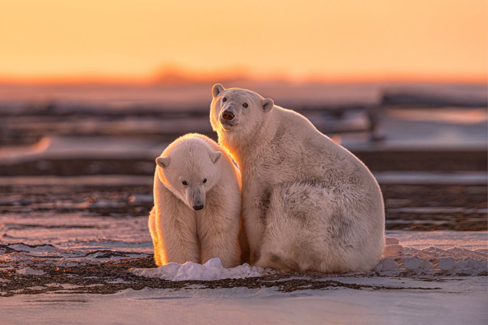 Polar bears at sunset von Max Wang