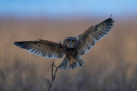 Long-eared owl