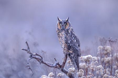 Long-eared owl