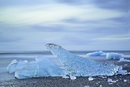 Animals at Jökulsárlón iceberg Zoo (1/5)