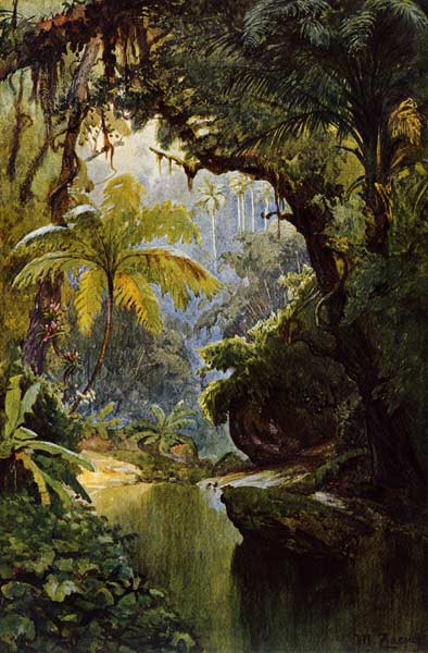 Brasilianischer Urwald von Max Zaeper