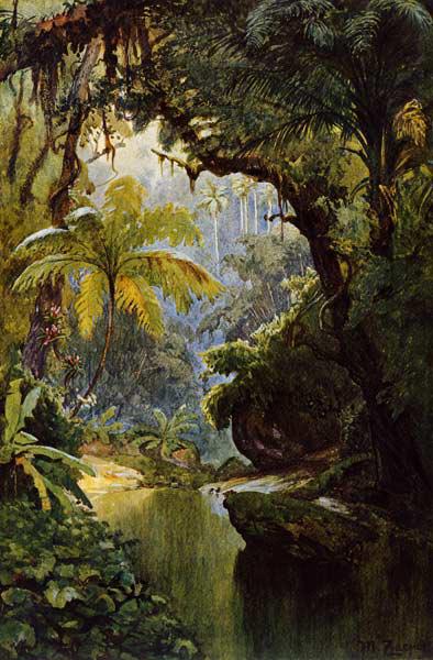 Brasilianischer Urwald
