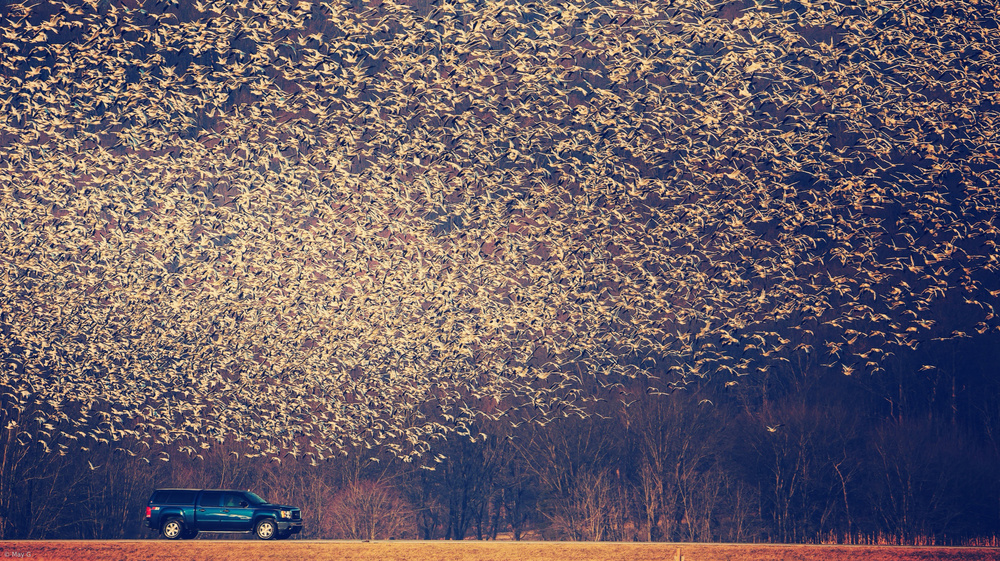 Migratory Patterns von May G