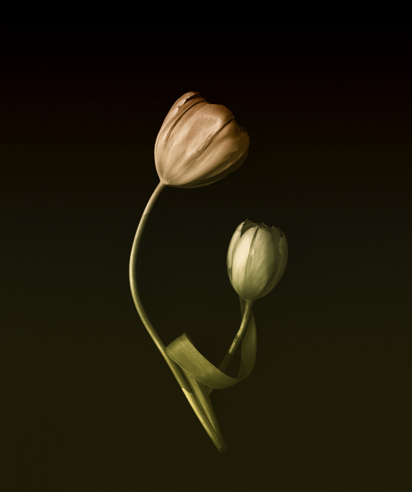 A Mothers Love von May G